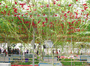 探秘溱湖湿地农业生态园