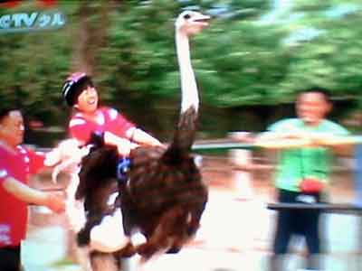 少儿节目让儿童骑鸵鸟赛跑被指虐待动物