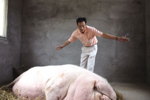 浙江泰顺猪王体重达1吨专人照顾饮食起居(图)