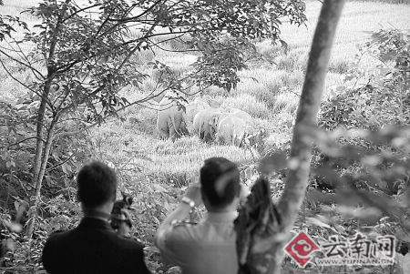 村民用鞭炮驱赶野象引来报复房屋被毁(组图)