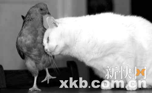 ũ����10�깫è��2������С���ɺ���(ͼ)