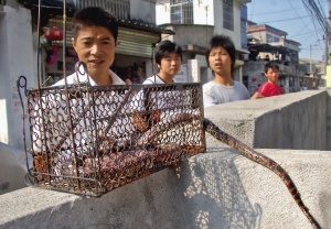 老鼠毒蛇同落捕鼠器