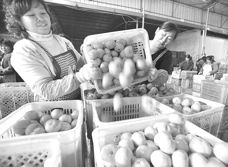 宁海柑橘销售出现回暖迹象收购价仍较低