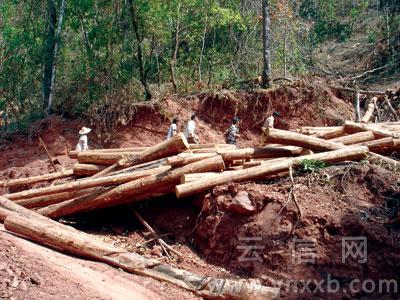 县林业局砍伐数千亩天然林村民挖路阻止运输