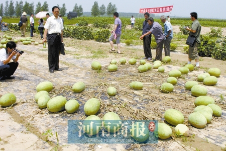 一个瓜秧上长64个西瓜瓜农欲申请吉尼斯纪录