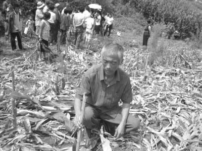 县林业局派30余人砍倒80亩待收玉米(图)