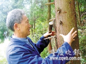 村主任抵押房产进山植树带领20名村民致富