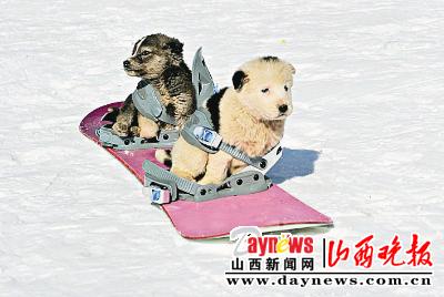 狗狗滑雪也疯狂(图)