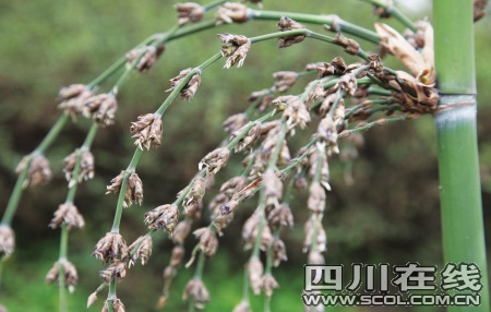 农家屋前竹子开花结出竹米(图)