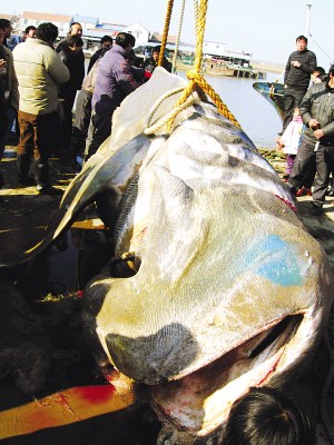 渔民捕获5吨重大鲨鱼卖出10万元(图)