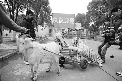 小白虎坐车吓坏拉车山羊