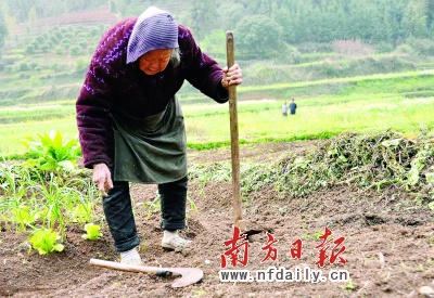 连州百岁老人下田锄地