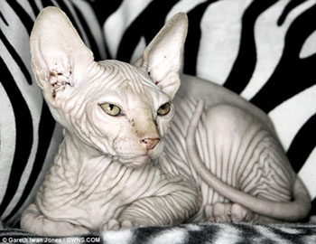 斯芬克斯猫满身褶皱成英国新宠售价3000英镑