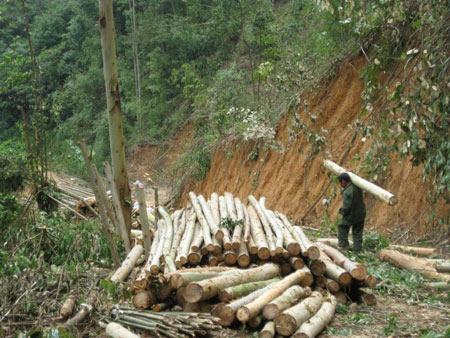 村民阻止伐木引发械斗砍树者称有领导批示