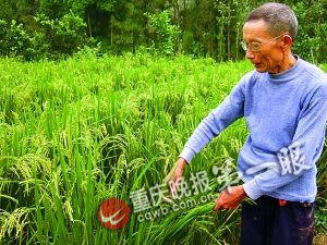 木匠成功培育越年再生稻栽一次可多年收割