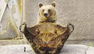 芬兰1头棕熊每天睡醒后坚持练瑜伽