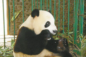 大熊猫从树梢跌落受伤昏迷目前已脱离生命危险
