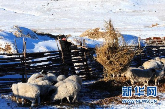 11月28日，科右前旗满族屯满族乡蒙古族牧民包锁柱正在为羊群添草。新华社记者 任军川摄 (资料图)