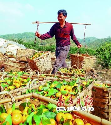 收入证明_农民收入来源(2)