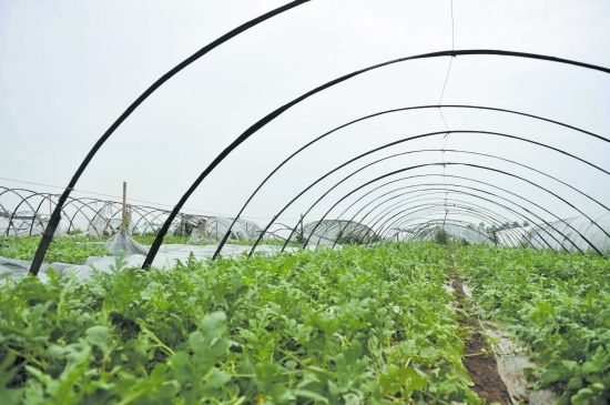 彭州口口脆基地 好多西瓜被雨打风吹去