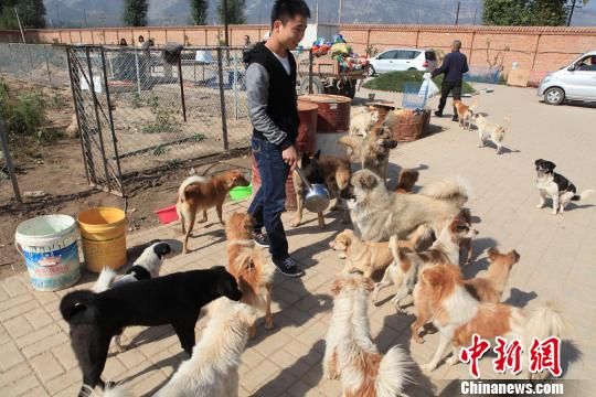 山西志愿者建首家流浪狗收容所