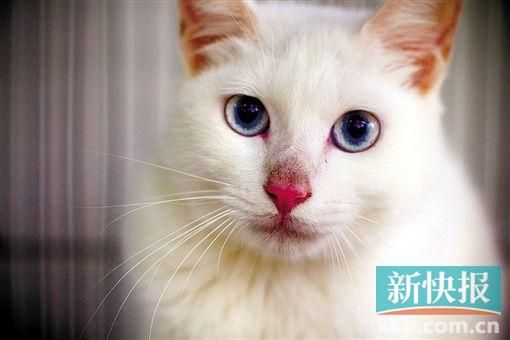 人被遗弃会伤心,猫狗也会,尤其是被领养回去的猫狗,如果再遭弃养几乎等于二次伤害。新快报CBD记者走访多个宠物救助站得知,有猫猫因为被退养而哭了三个月,有被退养的狗狗食欲不振、自卑抑郁。其实宠物也会因为被退养而留下心理阴影,宠物救助站呼吁大家领养前慎重考虑。 新快报CBD记者 郑红/文(受访者供图) 记者调查 A。领养猫猫的原因,抓老鼠居首 白领Kiki领养过一只狗狗,主要是为了陪伴孩子和老人,狗狗刚到家时喜欢往外窜,一开门就往楼下跑,只好满小区地找。全家人加倍疼爱狗狗,狗狗也很聪明