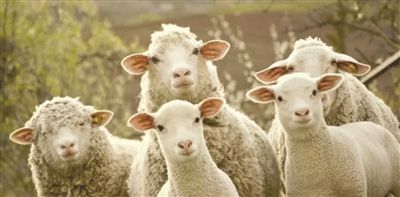 sheep_为什么sheep的复数还是sheep?