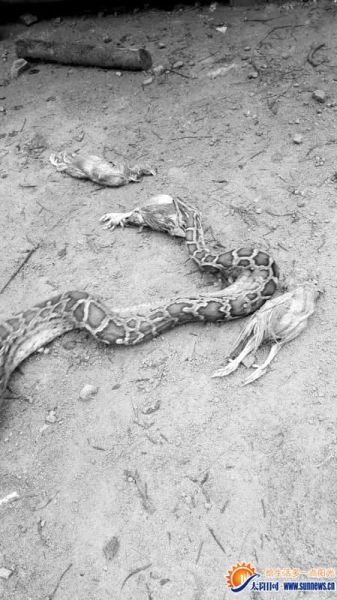 50斤蟒蛇爬进鸡舍吃鸡 被捕时反刍吐出3只鸡