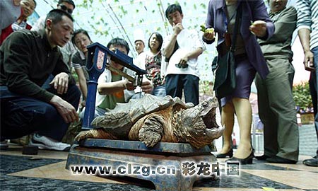 http://i0.sinaimg.cn/dy/s/p/2008-04-07/U2397P1T1D15303260F1394DT20080407084218.jpg