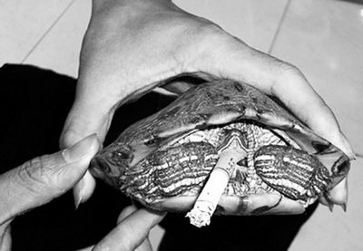 家养巴西龟染烟瘾每天抽烟三四支