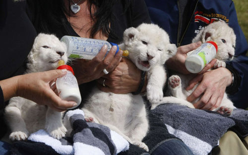 图文:动物园的饲养员在给小白狮喂奶