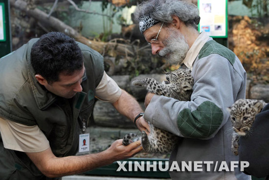 组图：两只小波斯豹在匈牙利动物园亮相