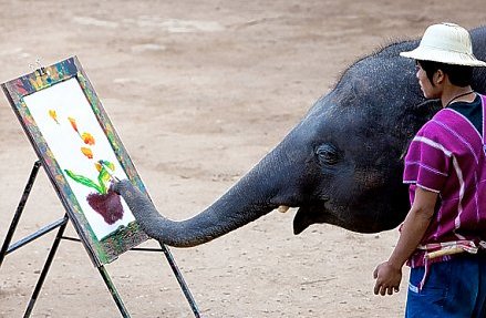 11岁大象绘制一盆花售价38英镑(组图)