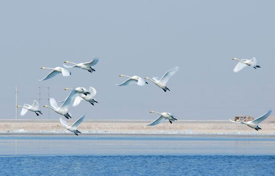 组图:摄影师拍下天鹅在塔里木河越冬情景
