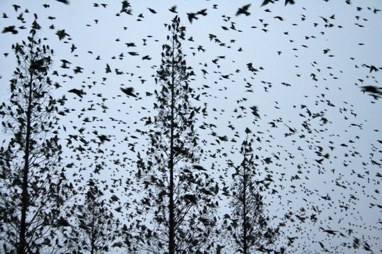 数万飞鸟成群飞入树林栖息(组图)