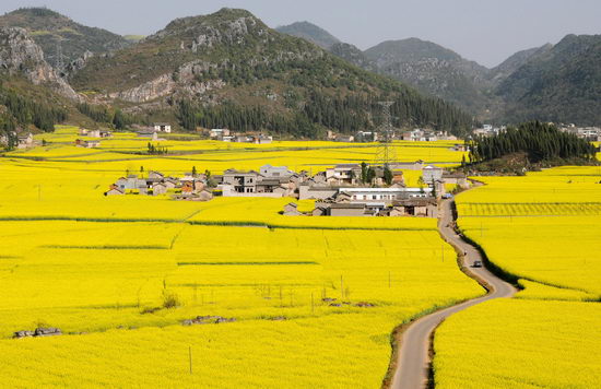 组图：云南罗平油菜花进入盛花期