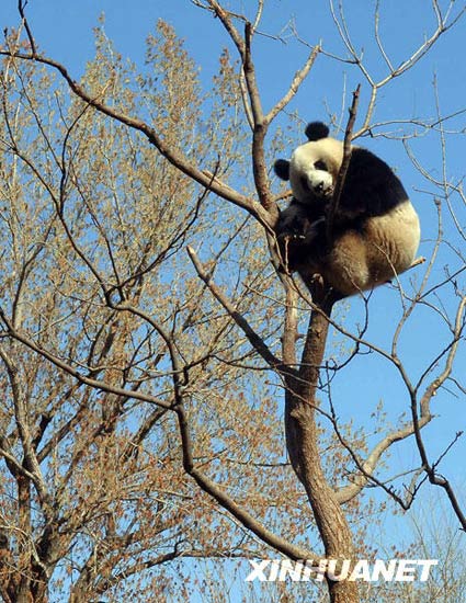 组图:北京动物园熊猫爬上树