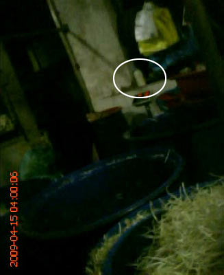 菜贩被曝用化学药品泡豆芽增白(组图)