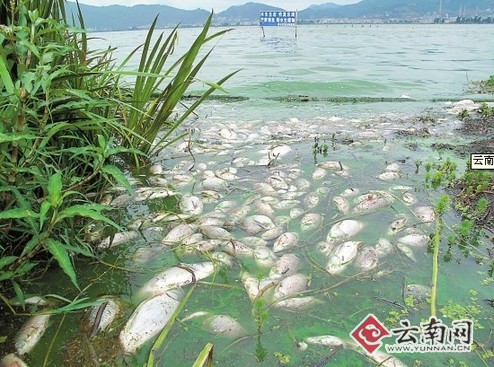 上千条鱼因缺氧死亡漂浮水面(组图)
