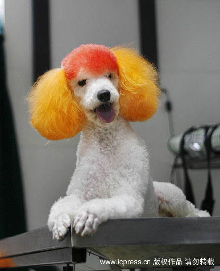 主人花10万给宠物狗治疗癌症(图)