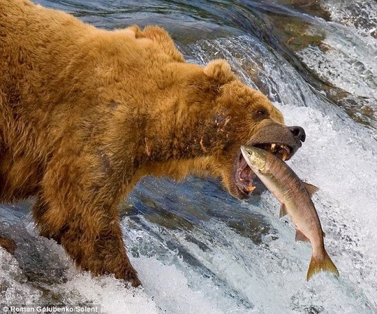 组图:灰熊妈妈在瀑布教小熊捕鱼技巧
