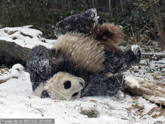 组图:美国动物园内大熊猫泰山在雪中翻跟斗