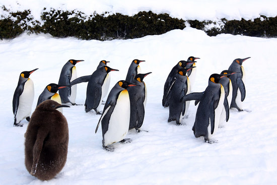 组图：日本动物园让帝企鹅散步减肥