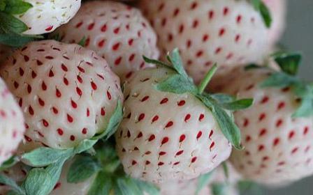 新型水果外形似白色草莓味道像菠萝(组图)