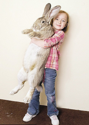 巨兔身长1.3米破世界纪录(组图)