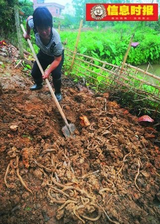 村庄无故涌现300多条蛇村民怀疑是人祸(组图)