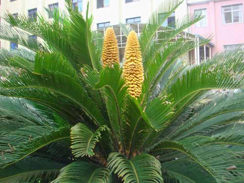 组图:专家称铁树开并蒂花可能与基因变异有关