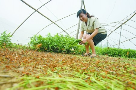 她又查询了蚂蚱的养殖过程,发现"只需要青草,几亩闲地,弄几个网棚就行