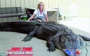妇女猎杀半吨重巨鳄制成标本展示(图)