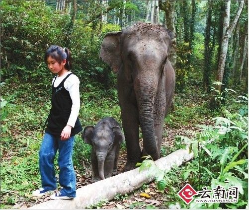 11岁女孩与大象形影不离被称为象公主(组图)